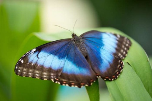 Blue Butterfly