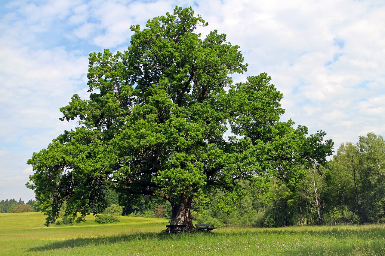 Nature in Făgăraș Mountains: The oak tree in Romania | Romania Insider