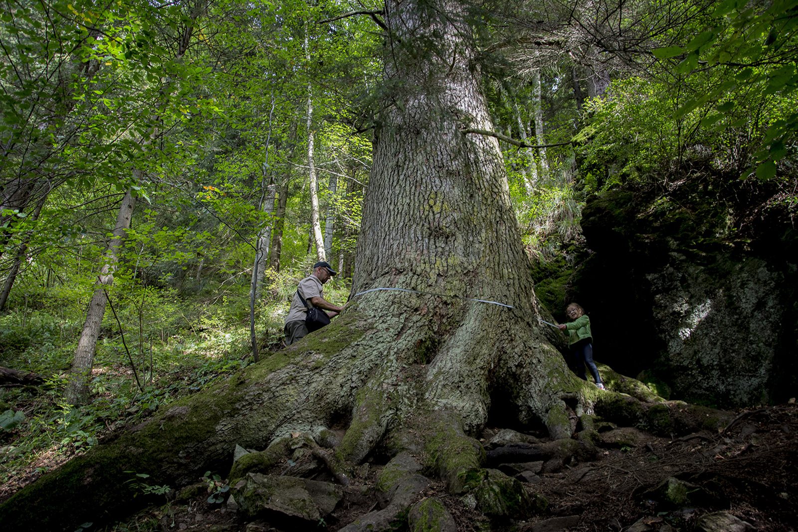 Romanian fir tree, nominated for European Tree of the Year title