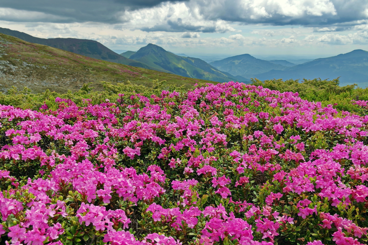 Rhododendrons In Rodnei Mountains   Photo Photo Theodor Bunica   Dreamstime.com  