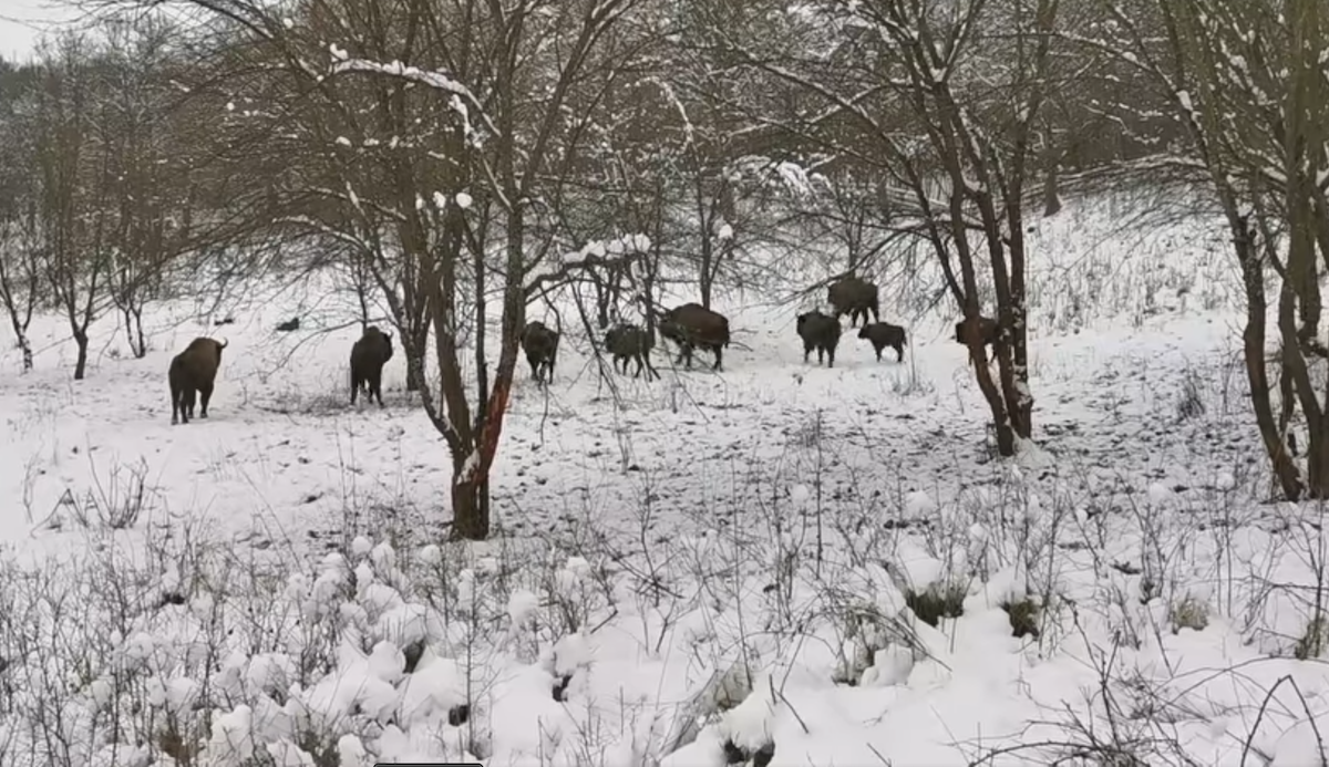 Download Watch: Herd of bison caught on camera in Romanian forest ...