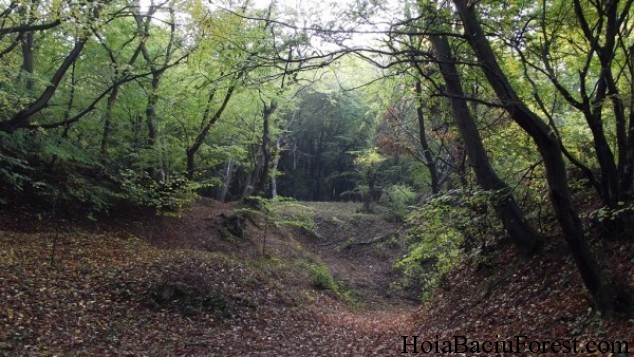 The Independent A Night Tour In Transylvania S Creepiest Forest Romania Insider