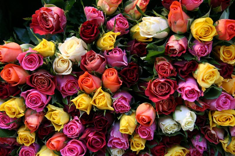 Romanian online flower shop gets original delivery requests: 350 roses ...