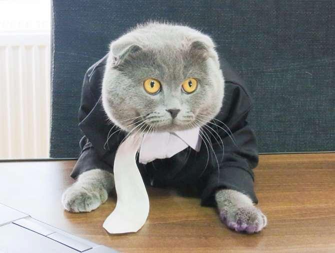 Romanian tech company hires cat as manager | Romania Insider