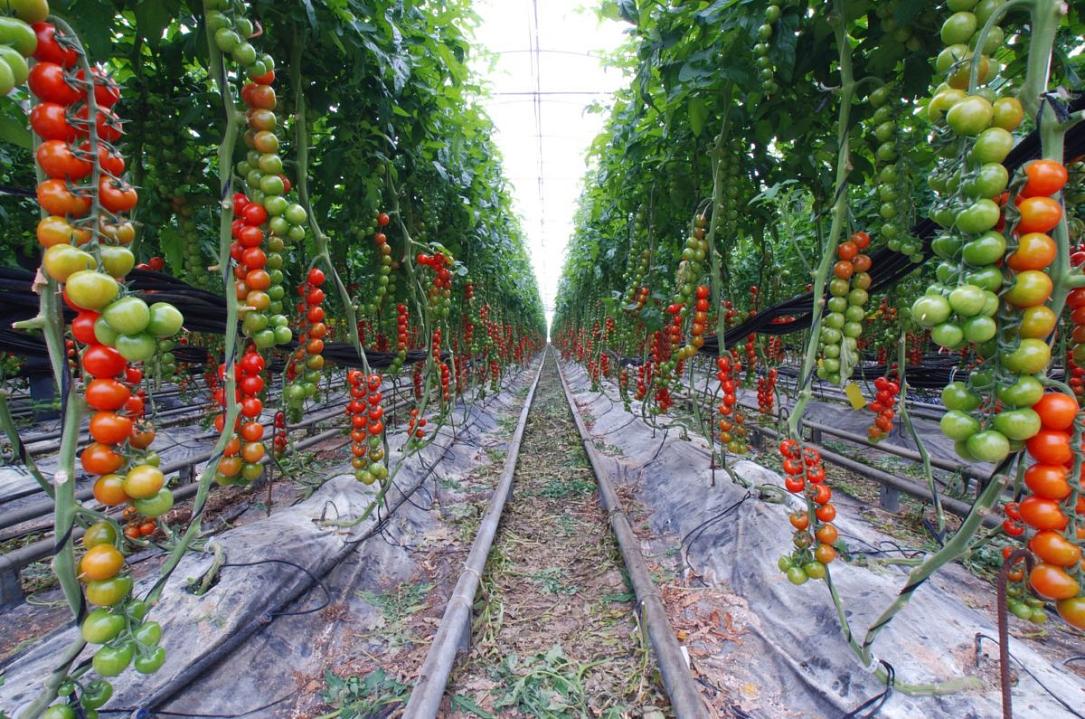 Largest Greenhouse In Romania To Be Inaugurated Next Week Romania Insider