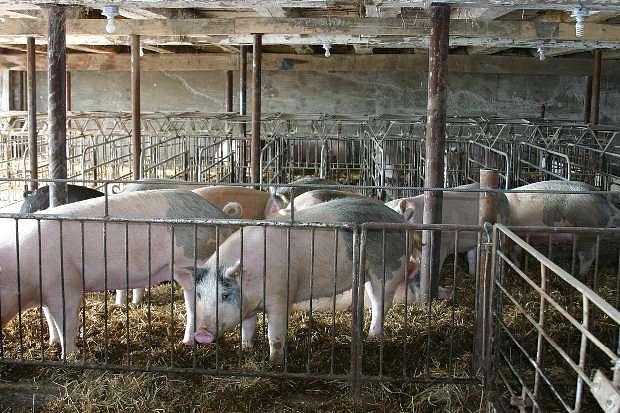 Romanian farmers allowed to export live pigs after 13 years | Romania ...