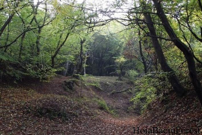 The Independent A Night Tour In Transylvania S Creepiest Forest Romania Insider