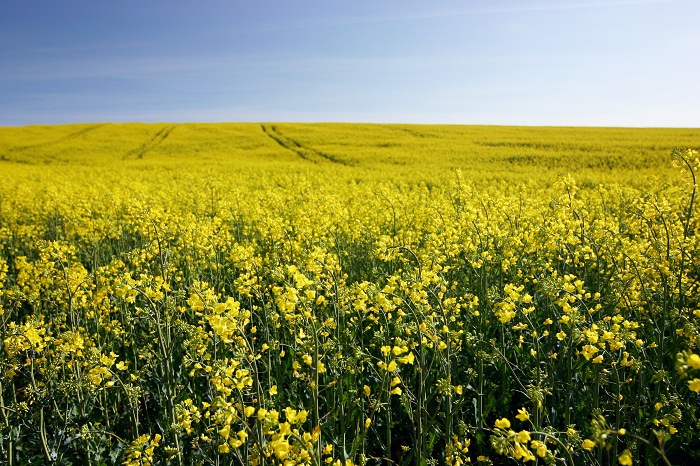 Drought could compromise Romania's 2012 rapeseed crop, says Agriculture ...