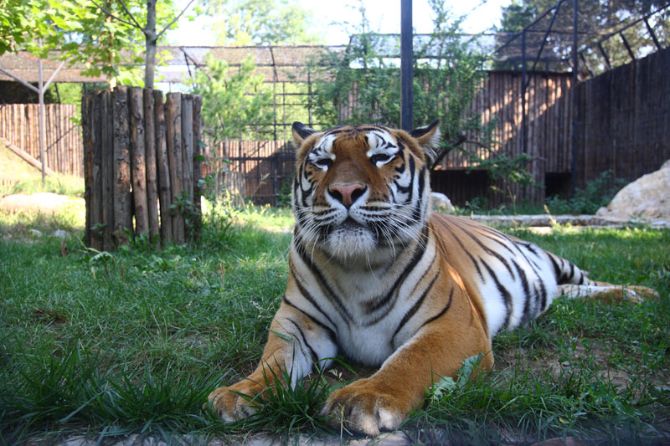 zoo bucharest romania